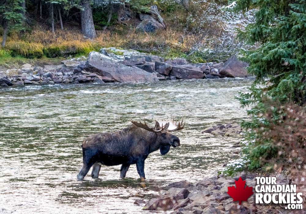 Canadian Rockies Jasper Wildlife Tours Bull Moose