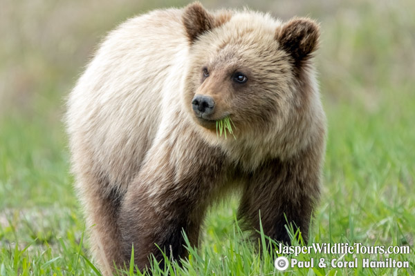 Jasper Wildlife Tours Grizzly Bear Cub