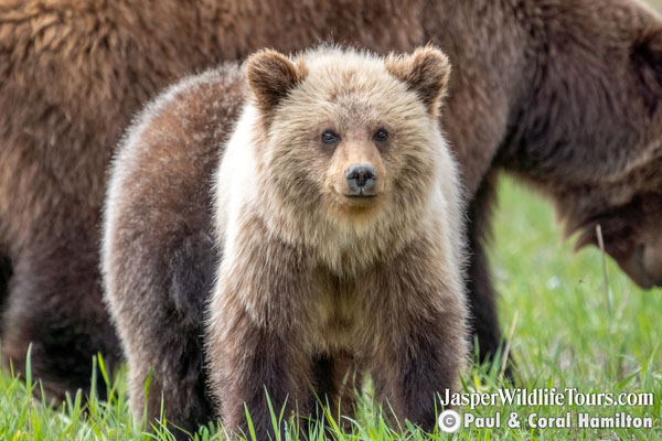 Jasper Evening Wildlife Tour Grizzly Bear Cub Family