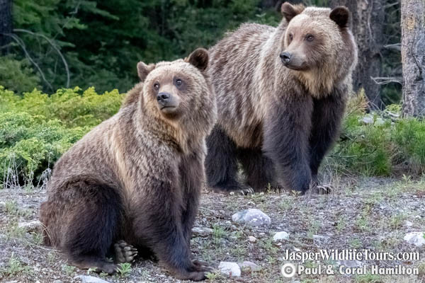 Jasper Evening Wildlife Tours Grizzly Bear Siblings