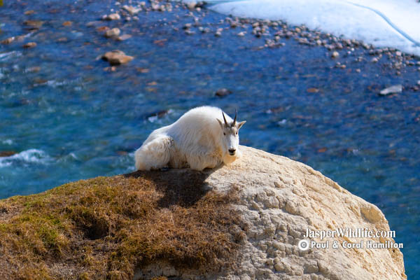 Jasper Winter Wildlife Tours Mountain Goat