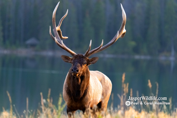 Jasper Winter Wildlife Tours Elk Bull Boss