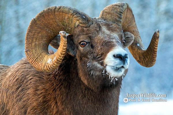 Jasper Winter Wildlife Tours Bighorn Sheep Ram