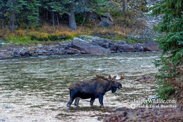 Jasper Winter Wildlife Tours Bull Moose in Maligne River